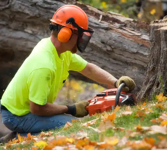 tree services Hoboken